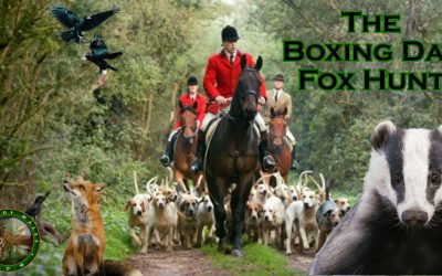 The Boxing Day Fox Hunt (Not A Real One)